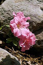 ������ (Rhododendron sp.)