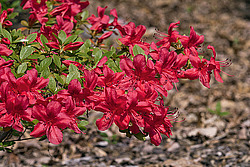 ������ (Rhododendron sp.)