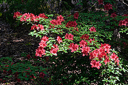 ������ (Rhododendron sp.)