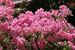������ (Rhododendron sp.)