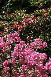 ������ (Rhododendron sp.)