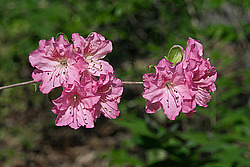 ������ (Rhododendron sp.)