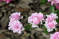 ������ (Rhododendron sp.)