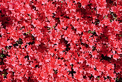 ������ (Rhododendron sp.)