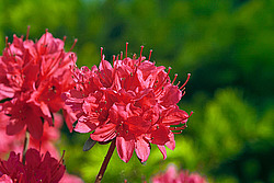 ������ (Rhododendron sp.)