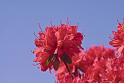 ������ (Rhododendron sp.)
