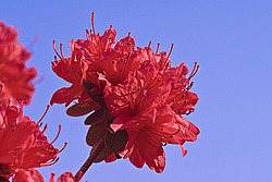 ������ (Rhododendron sp.)