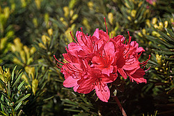������ (Rhododendron sp.)