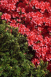 ������ (Rhododendron sp.)