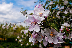 ������ ��������/���������� (Malus domestica)