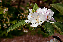 ������ ��������/���������� (Malus domestica)