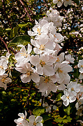 ������ ��������/���������� (Malus domestica)