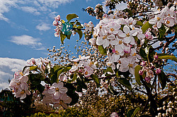 ������ ��������/���������� (Malus domestica)