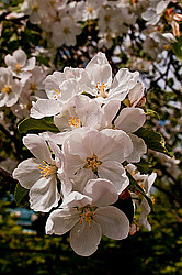 ������ ��������/���������� (Malus domestica)