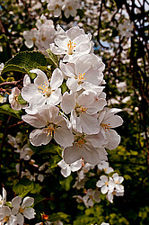 ������ ��������/���������� (Malus domestica)