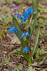 �������� ��������� (Scilla siberica)