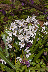 �������� ������� (Scilla mischtschenkoana)
