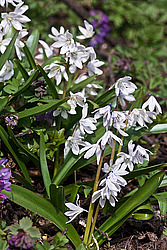 �������� ������� (Scilla mischtschenkoana)