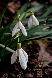 ���������� ����������� (Galanthus nivalis)