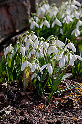 ���������� ����������� (Galanthus nivalis)