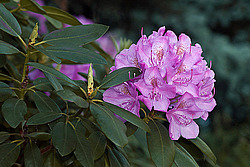 ������ (Rhododendron sp.)