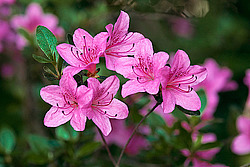 ������ (Rhododendron sp.)