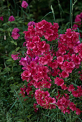 ������ (Rhododendron sp.)