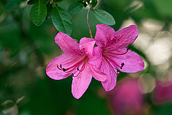 ������ (Rhododendron sp.)