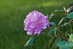 ������ (Rhododendron sp.)