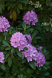 ������ (Rhododendron sp.)