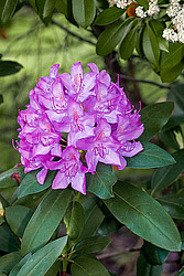 ������ (Rhododendron sp.)