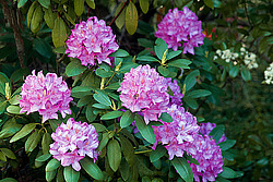 ������ (Rhododendron sp.)