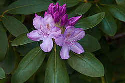 ������ (Rhododendron sp.)