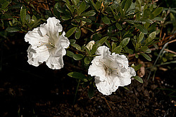 ������ (Rhododendron sp.)