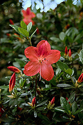 ������ (Rhododendron sp.)