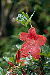 ������ (Rhododendron sp.)