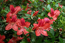������ (Rhododendron sp.)