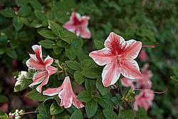 ������ (Rhododendron sp.)
