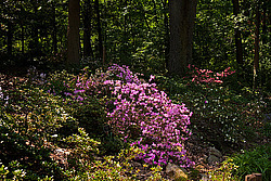 ������ (Rhododendron sp.)