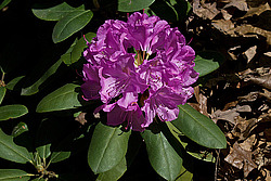 ������ (Rhododendron sp.)