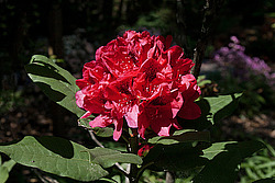 ������ (Rhododendron sp.)