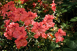 ������ (Rhododendron sp.)