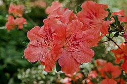 ������ (Rhododendron sp.)