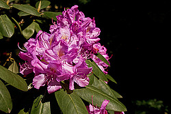������ (Rhododendron sp.)