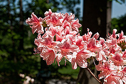������ (Rhododendron sp.)