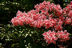 ������ (Rhododendron sp.)