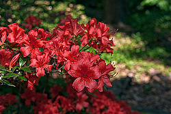 ������ (Rhododendron sp.)