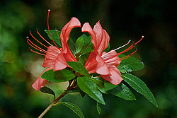 ������ (Rhododendron sp.)