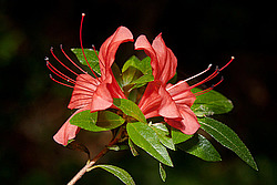 ������ (Rhododendron sp.)