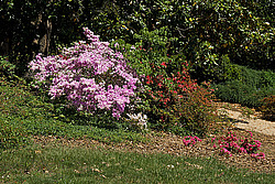 ������ (Rhododendron sp.)